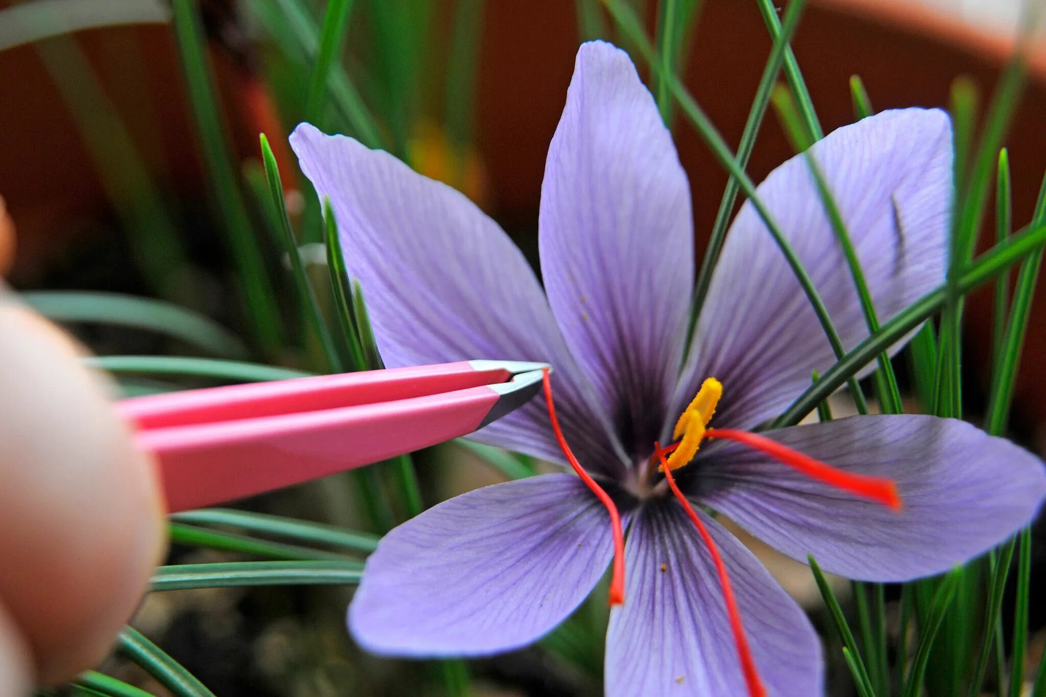 Sativus Saffron Крокус. Cnicus satiuus Шафран посевной. Шафран посевной (Crocus sativus). Шафран специя Крокус.