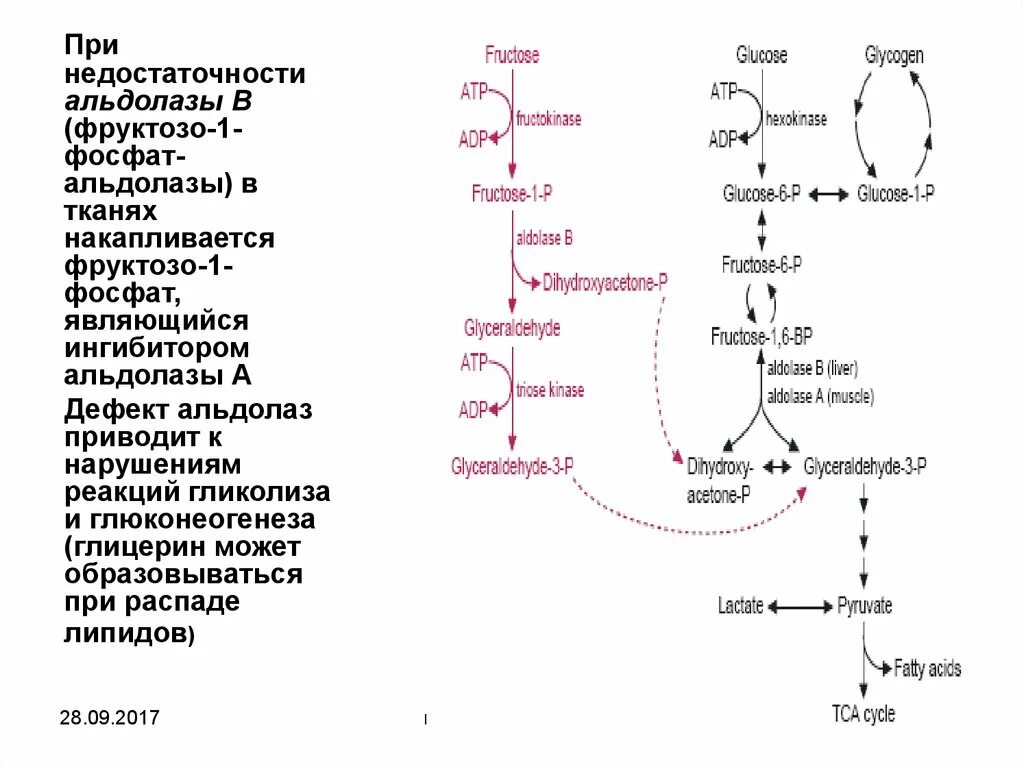 Фруктозо 1 фосфатальдолаза класс ферментов. Альдолаза гликолиз. Фермент гликолиза альдолаза относится к классу. Фруктозо 1 фосфатальдолаза катализирует. Нарушения фруктозы