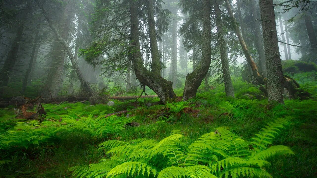 Pin by Regan Appleton on Landscaping Land art, Forest art, Fine art photographs