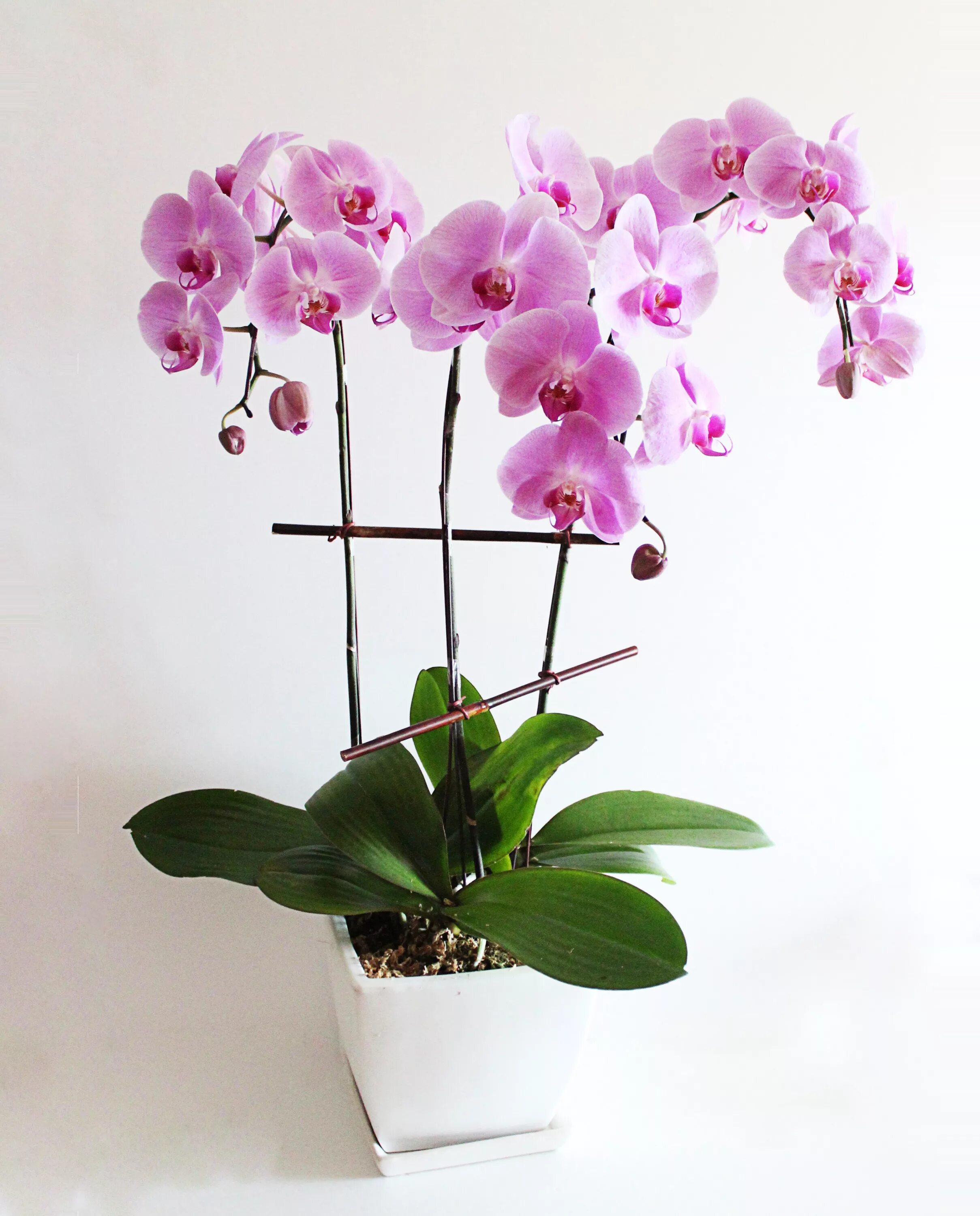 Орхидея купить нижний новгород в горшке. Орхидея фаленопсис. Фаленопсис (Phalaenopsis) – Орхидея. Фаленопсис Орхидея Pink. Розовая Орхидея фаленопсис.