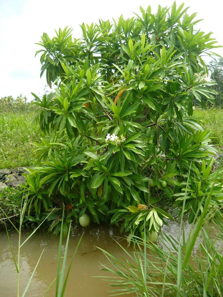 Ru сериалы. Кадуру. Kadu malleshwara temple. Каду. Красвью.