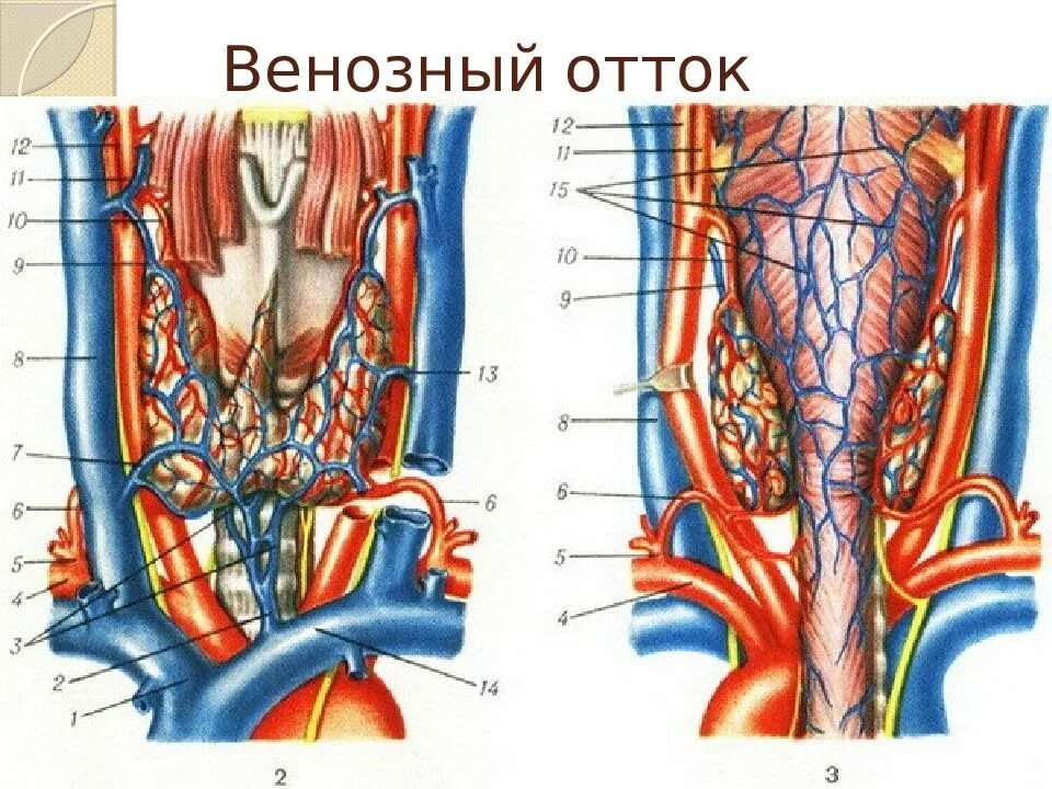 Венозный отток щитовидной железы. Кровоснабжение щитовидной железы анатомия. Верхняя щитовидная артерия анатомия. Щитовидная железа кровоснабжение и иннервация.
