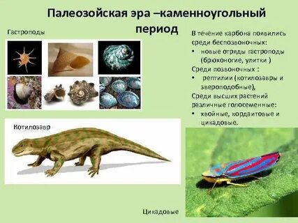 Среди позвоночных животных известны случаи заразного