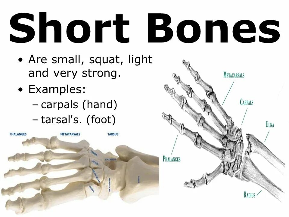 Malleus анатомия. Stapes bone. The smallest bones. These are ears. The smallest bones.