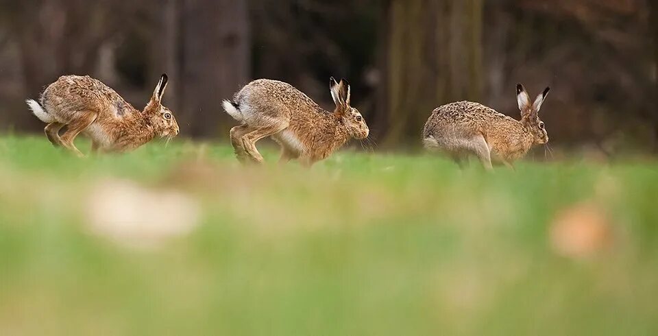 Заяц зимой. Два бегущих зайца. Заяц бежит. Заяц русак брачный период. Дикий заяц.