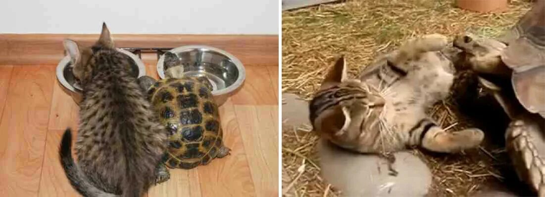 Кот и черепаха. Котята черепашки. кот ч. котик и черепашка.