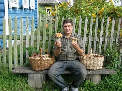 Петухи владимира