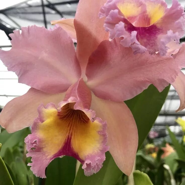 Blc m c. Каттлея георг кинг. каттлея george king serendipity. каттлея potinara. blc. george king serendipity.
