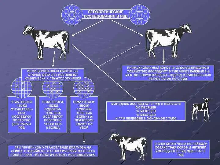 Можно ли считать крупный рогатый скот промежуточным. Лейкоз КРС эпизоотология. Бруцеллез КРС профилактика. Лептоспироз КРС симптомы у телят. Профилактика бруцеллеза у крупного рогатого скота.