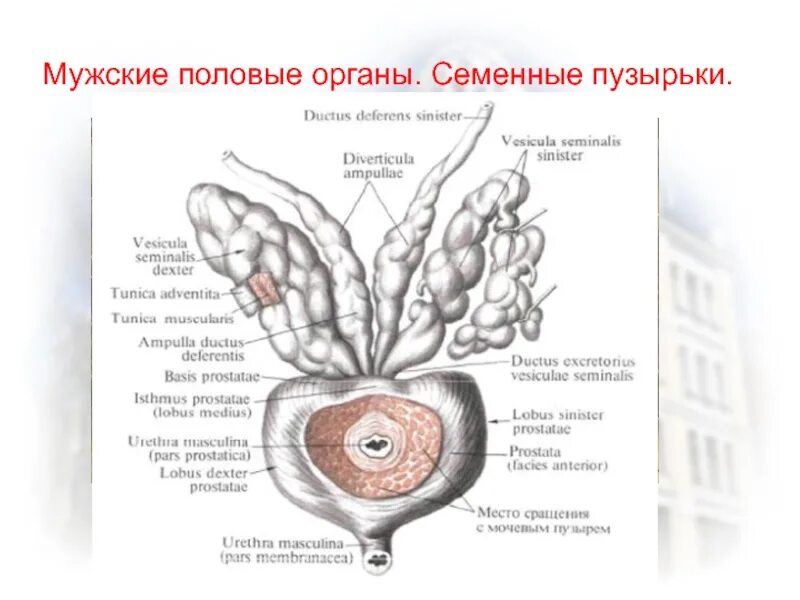 К мужским половым органам относятся. Семенной пузырек мужские половые органы. Семенные пузырьки половая система. Семенные пузырьки функции. Функция семенных пузырьков у мужчин.