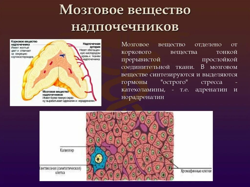 Строение мозгового вещества надпочечников. Надпочечники анатомия и гистология. Клетки коркового вещества надпочечников. Зоны коркового слоя надпочечников.