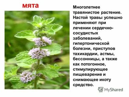 Сообщение о лекарственном растении