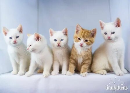 Екатерина Андреева порно