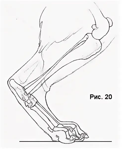 Кость лапы собаки. Анатомия задней конечности кошки. Анатомия задней лапы собаки. Анатомия кошачьих задних конечностей. Анатомия задней лапы кошки.