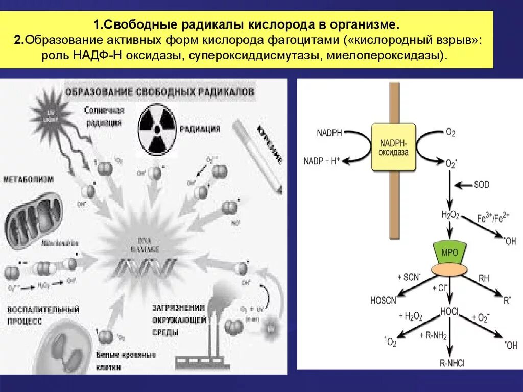 Активные образования в организме