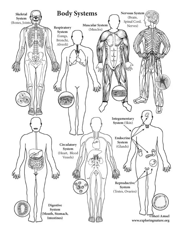 Body org. Body systems. 12 systems of the body. картинки systems of the body картинки. bod система.
