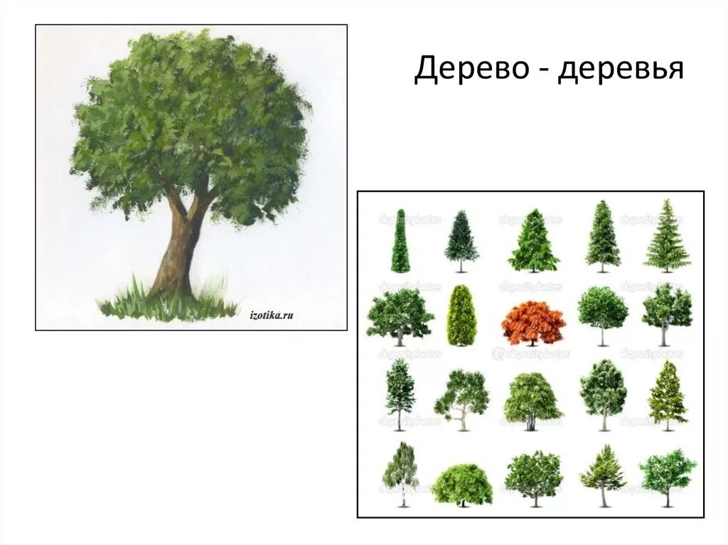 Много деревьев на английском. Дерево картинка для детей. деревья для дошкольников. картинки деревьев для дошкольников. один много деревья.
