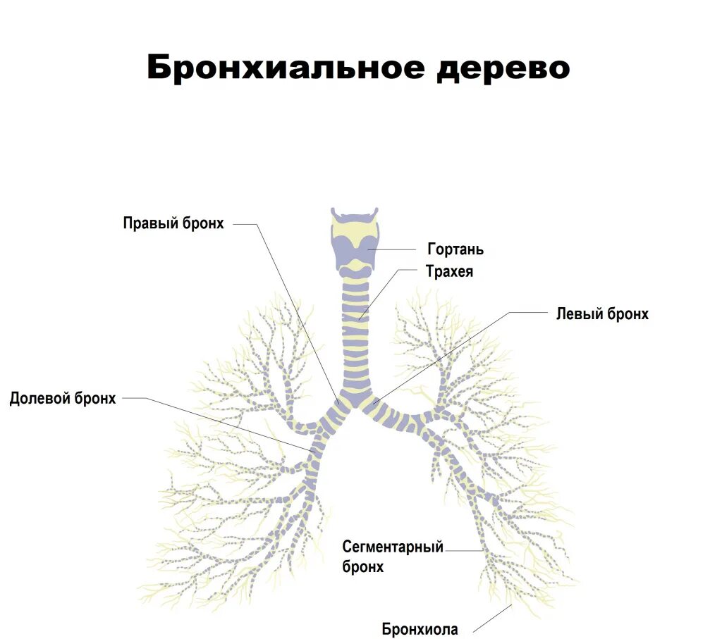 Заболевания трахеи и бронхов. Осложнения трахеи