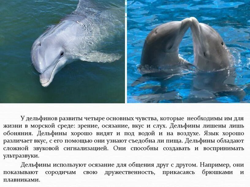 Язык дельфинов. Интересные факты о дельфинах. Дельфин описание. Интересное о дельфинах для детей. Впр текст про дельфинов