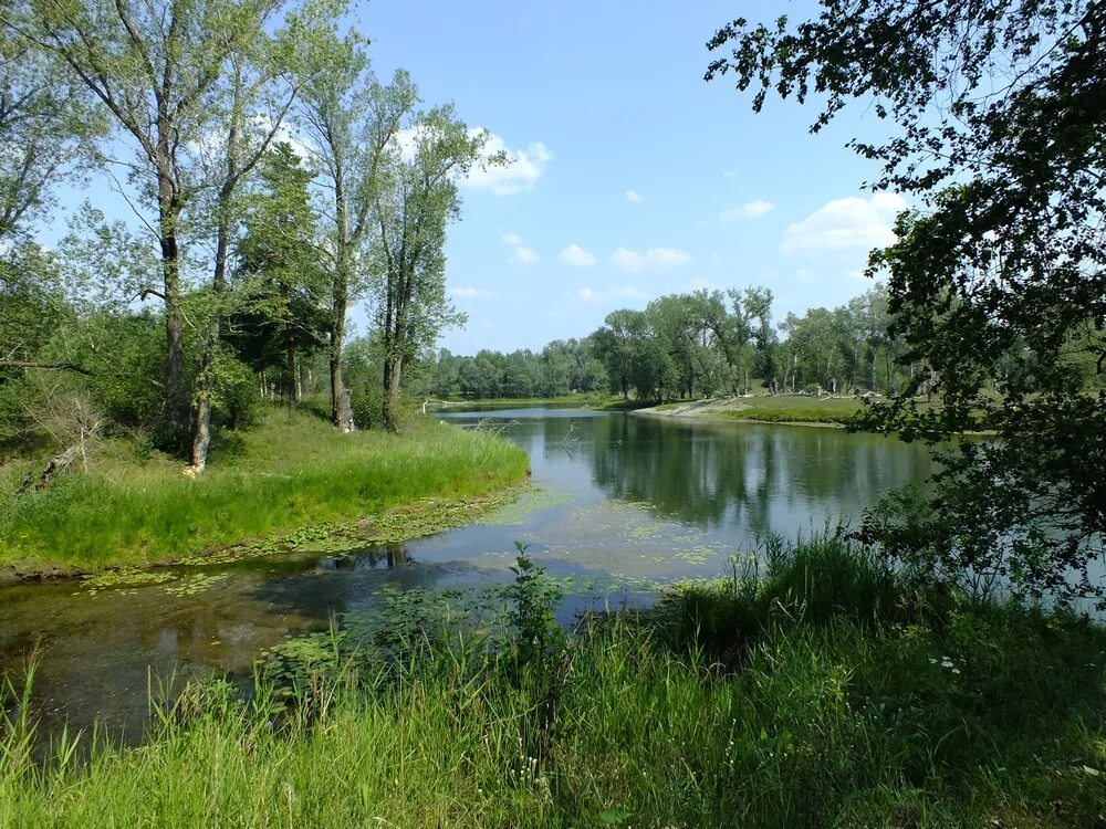 Река Локтевка Алтайский край. Клепиково Алтайский край. Село Клепиково Усть Пристанский район. Река Обь в Шелаболихе. Погода в зятькова алтайский край