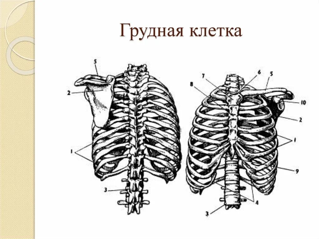 Скелет грудной клетки вид спереди. Скелет туловища ребра. Скелет туловища человека грудная клетка.