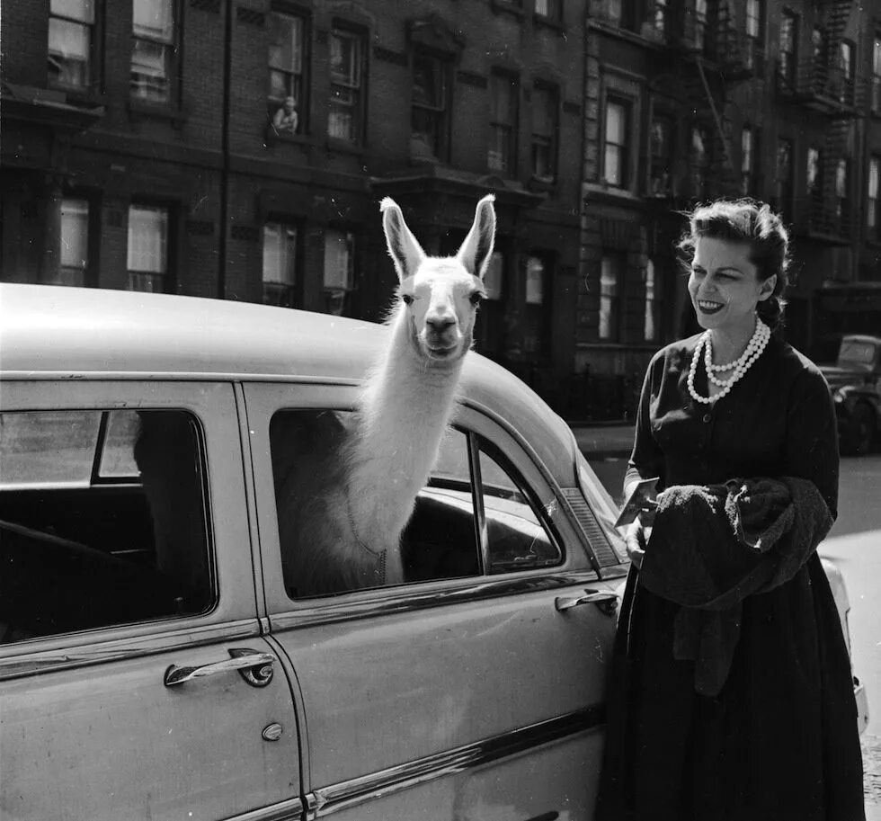 Strange picture. Лама в такси Нью-Йорк 1957. Лама в Нью-Йорке. Альпака в машине. Лама в такси.