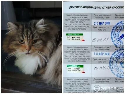 Первая прививка котенку от бешенства