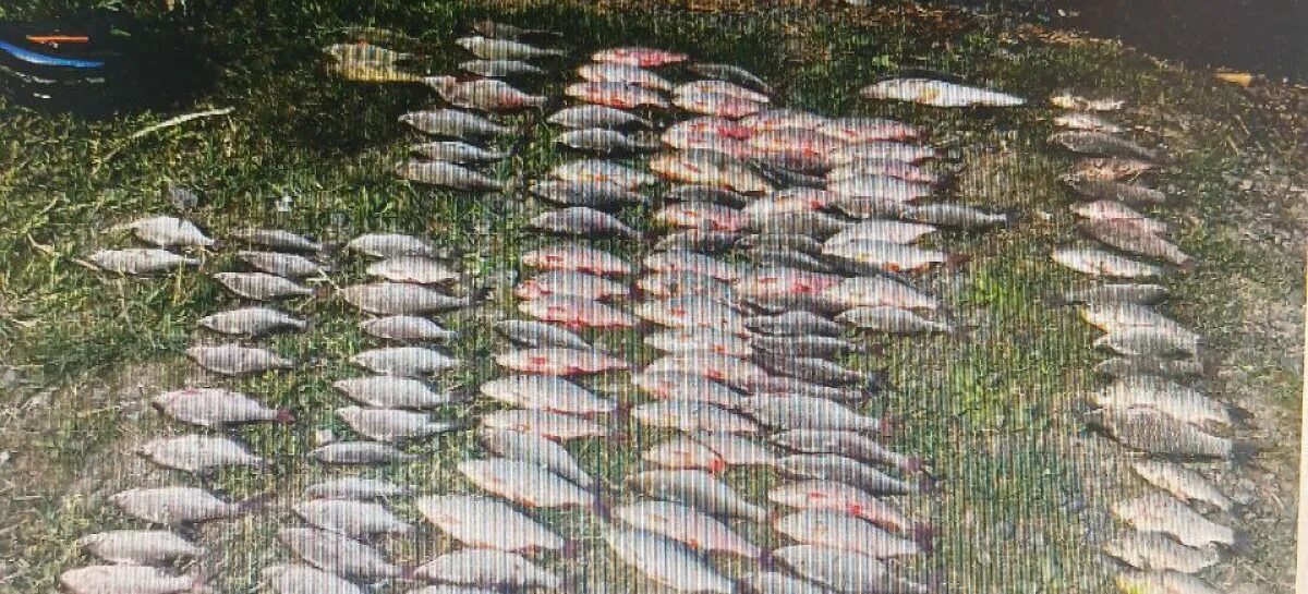 Сальск рыба. Рыба в газете. Последнее задержание браконьеров в Таганрогском заливе.