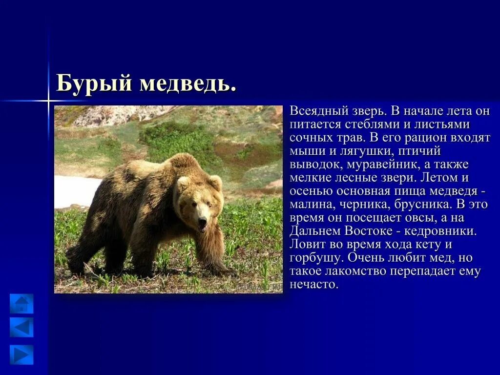 Примеры всеядных животных. Всеядные животные презентация. сообщение о всеядных животных. всеядный бурый медведь. всеядные животные доклад.