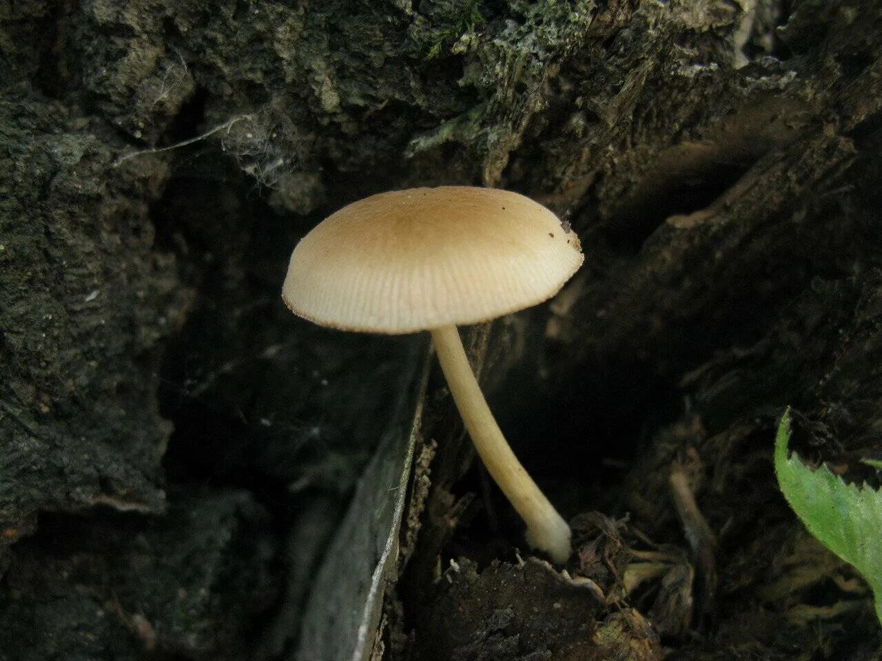 Ножка гриба фото. Pluteus semibulbosus. Плютей клубневой. Плютей гименофор. Плютей чешуйчатый.