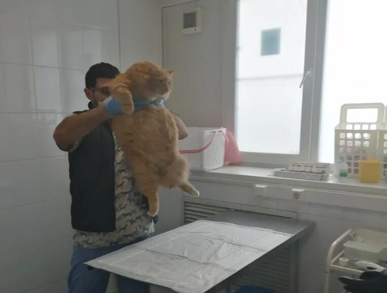 Хозяин выбросить. Хозяин выбросить