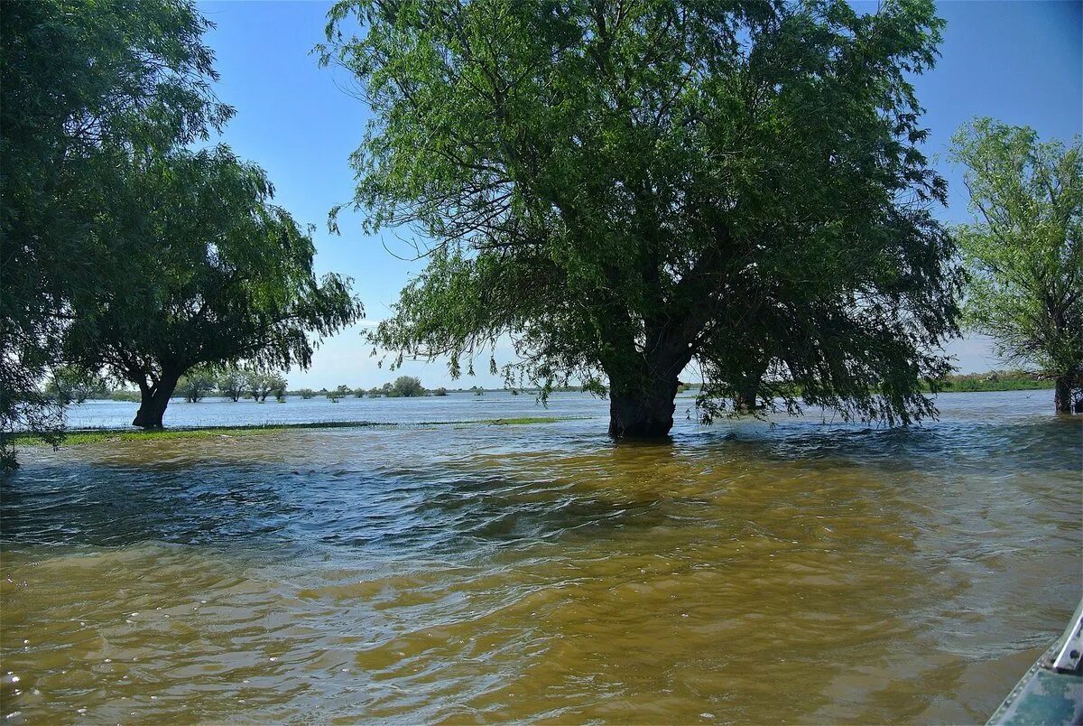 Вода в реке астрахань. Астрахань Устье Волги. Астрахань разливы Волги. Астрахань разлив. Зубовка Астраханская область Волга.