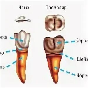 Где глазные зубы у детей. Верхний глазной зуб. Верхний глазной зуб. Резцы клыки премоляры. Резец клык премоляр моляр латынь.