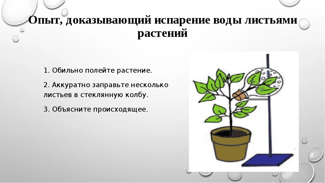 Процесс жизнедеятельности изображен на рисунке. Испарение воды растениями Ботаническая наука. Опыт испарение воды растениями. Опыт испарение воды листьями. Опыт показывающий испарение воды растениями.