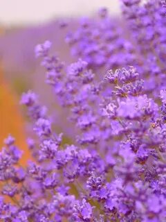 Lavender purple xiaomi