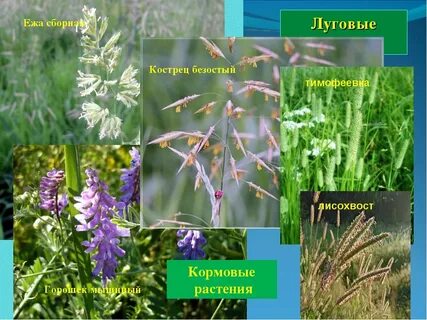 Примеры растений в луговом комплексе