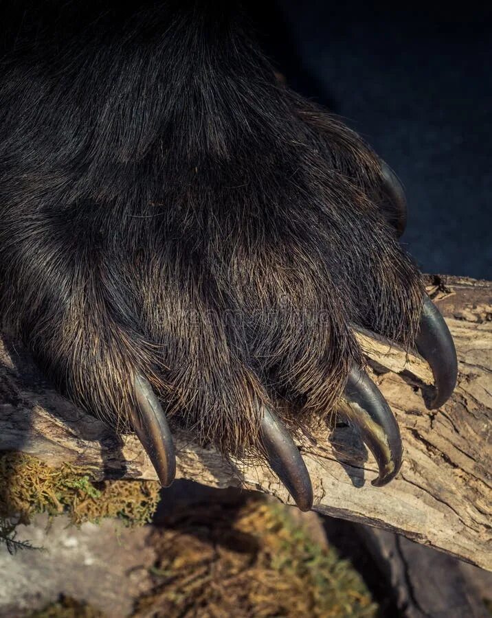 Sharp claws