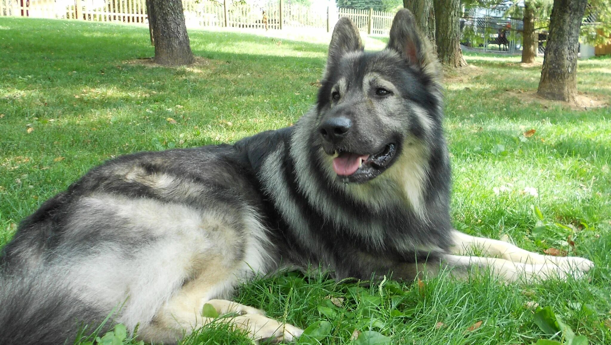 Американская овчарка щенки. Шилонская овчарка. Шилонская овчарка Shiloh Shepherd. Американская Тундровая овчарка. Восточно-европейская овчарка длинношерстная.