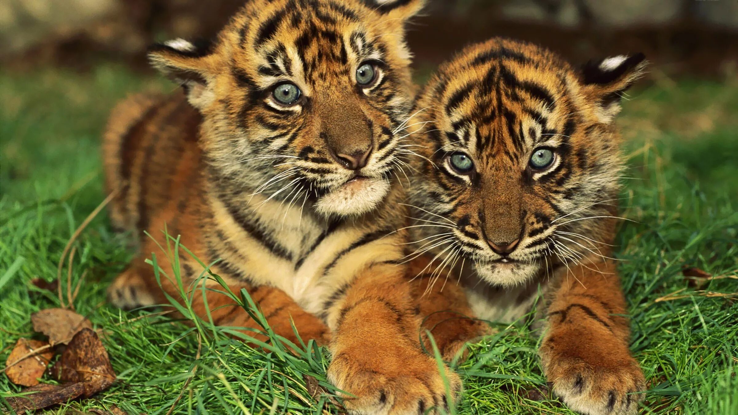Тигрята. Тигренок. Маленький Тигренок. Милые тигрята. Животные оби