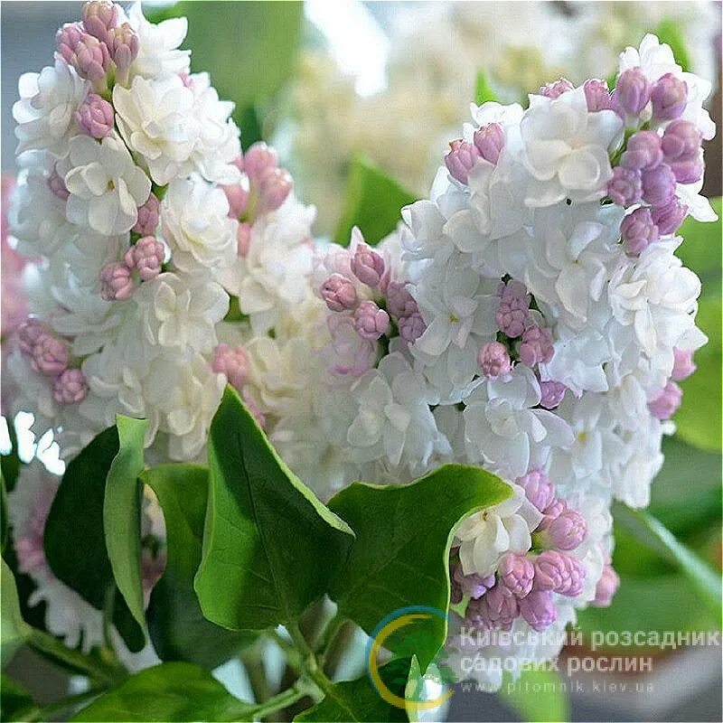 Сирень syringa vulgaris. Сирень красавица москвы описание отзывы сорта фото. Сирень красавица москвы фото. Сирень обыкновенная beauty of moscow. Сирень москвичка.