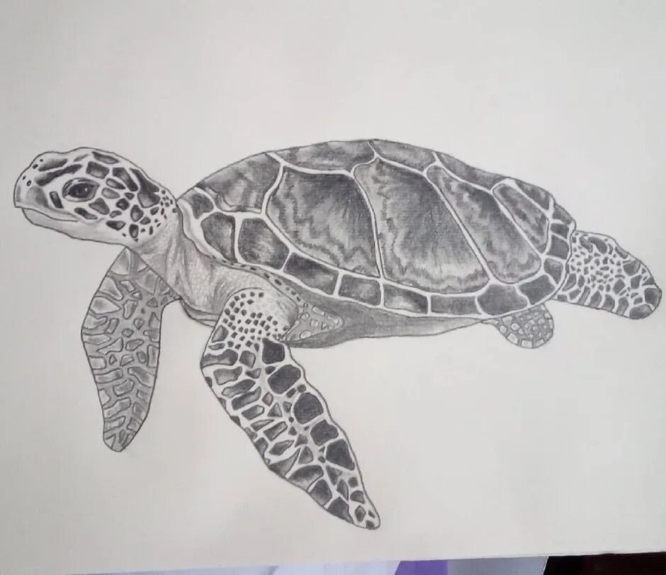 Черепаха рисунок. Черепаха карандашом. Набросок черепахи. Морская черепаха.