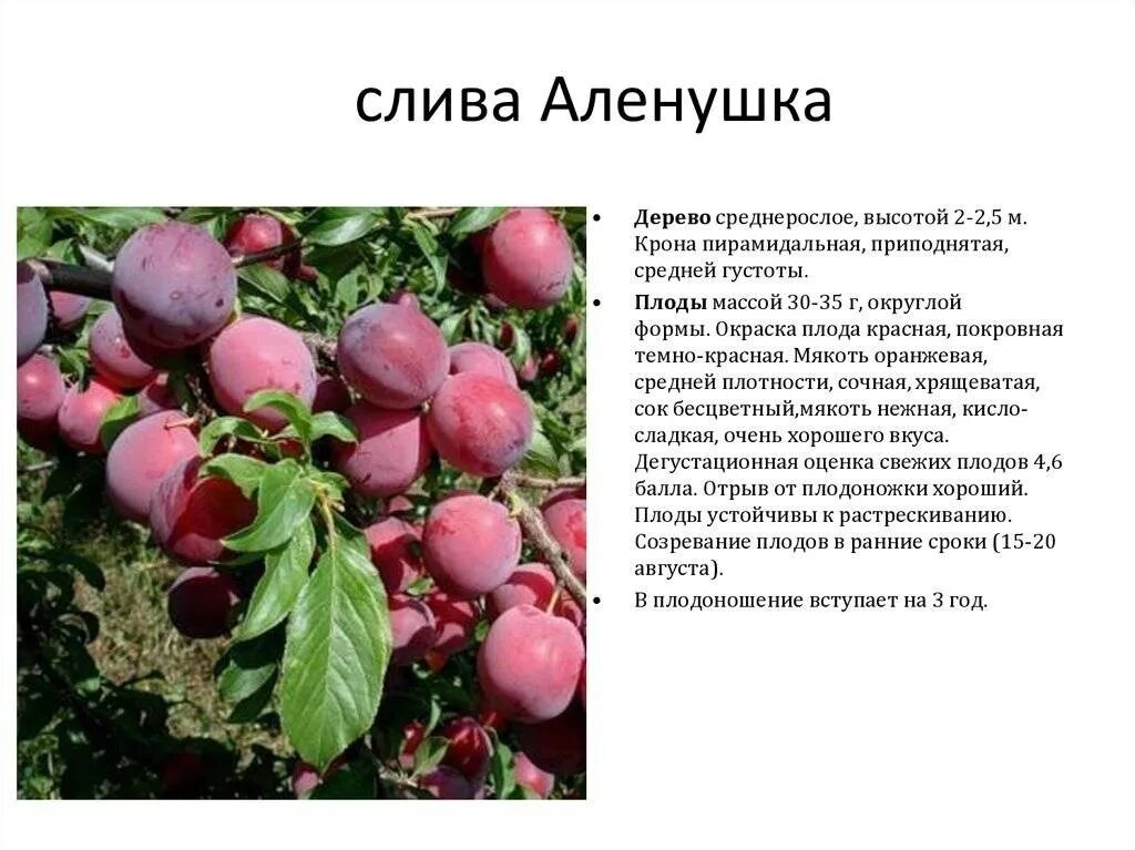 Слива персиковая: описание сорта с фото, характеристики, правила выращивания, от