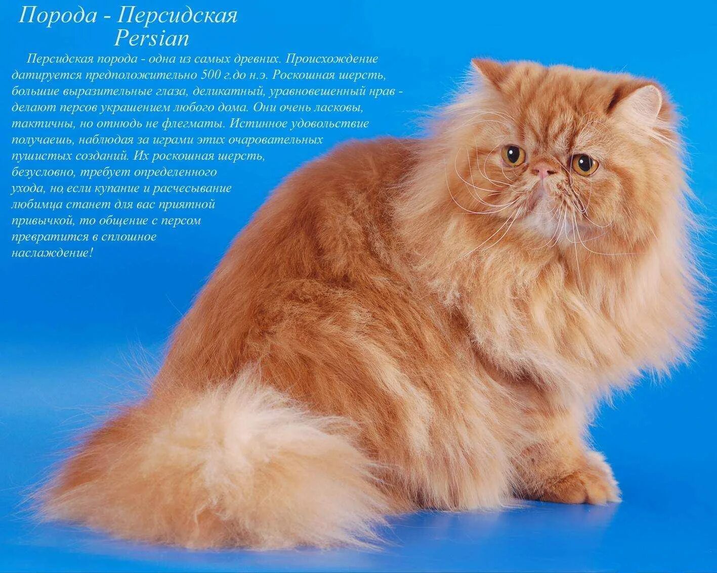 Породы кошек с фотографиями ценами. Разные породы кошек. Персидские коты. Разные породы кошек с названиями. Описание разных пород кошек.