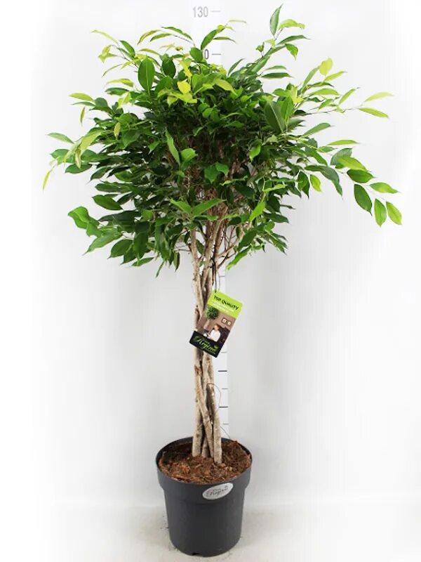 фикус египетский. фикус кофейный. фикус робуста (robusta). фикус микрокарпа гинсенг. фикус бенгаленсис одри.