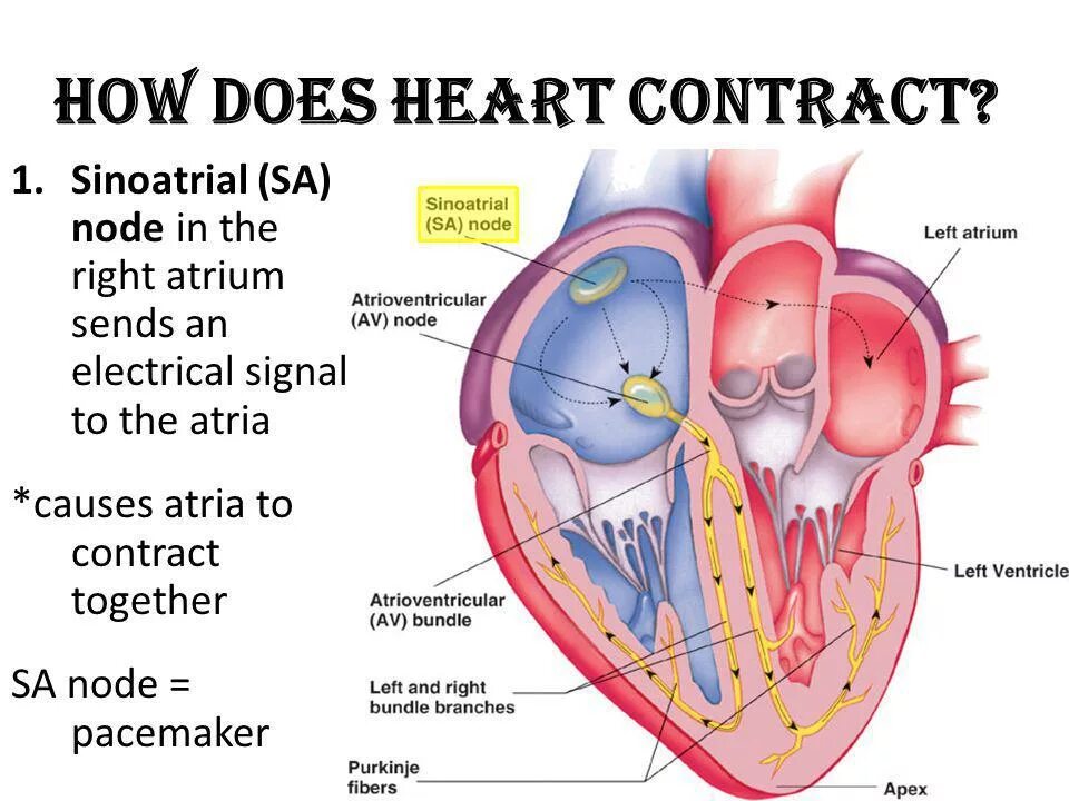 В правое предсердие открывается. Sinoatrial node. Atrioventricular node. Sinoatrial node in the Heart.