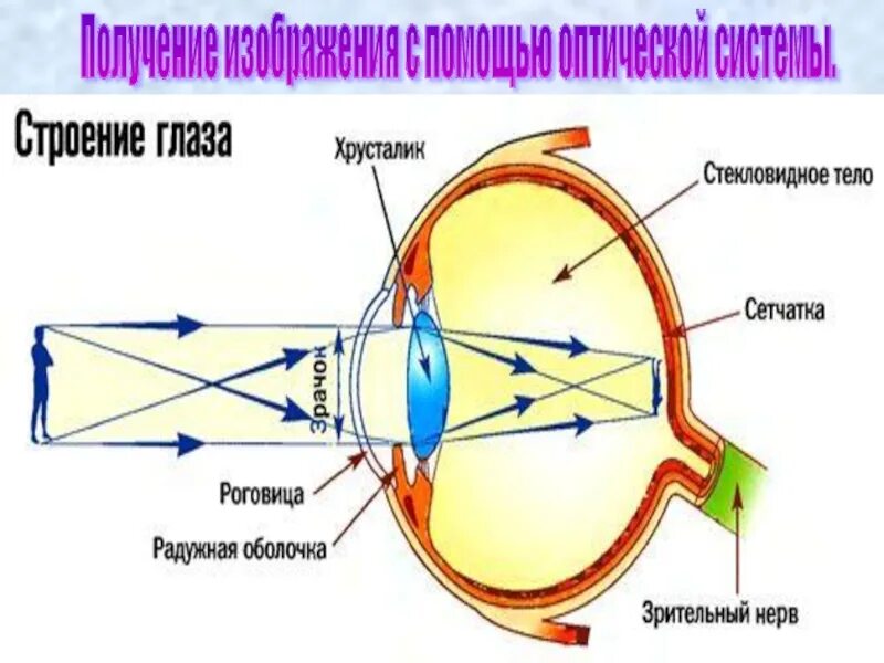 Обозначь последовательность расположения структур в оптической системе. Строение глаза оптическая система глаза. схема оптической системы глаза. оптическая система глаза человека. строение глаза физика.