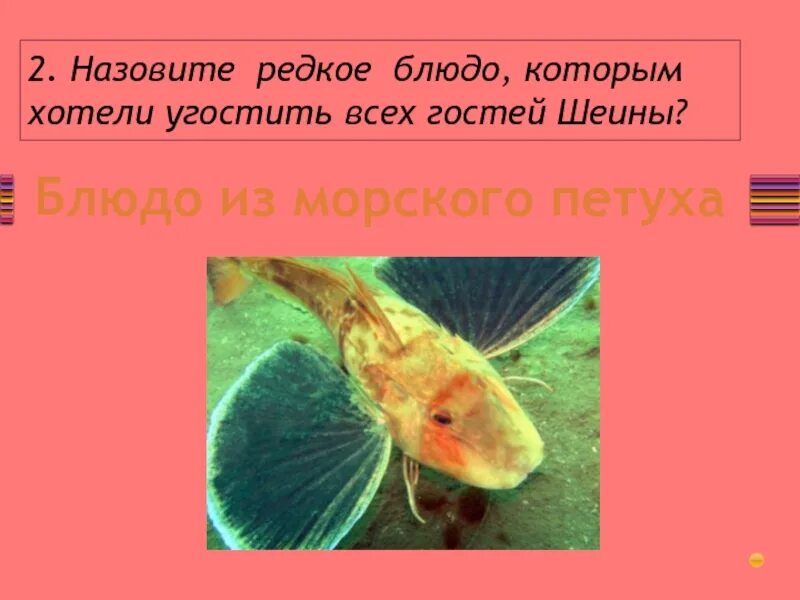 Рыба морской петух гранатовый браслет. Не к чему эти редкие. Как сохранить исчезающие виды животных и растений. Не к чему эти редкие. Очень редкие факты о б ширинге.