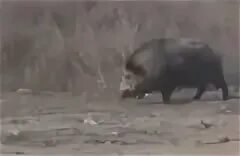 Кабан улица