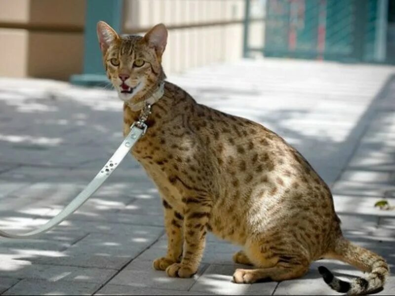 Саванна кошка серая с полосками. Саванна ф5 кошка. Саванна кошка f6. Порода саванна ф5. Саванна 6.