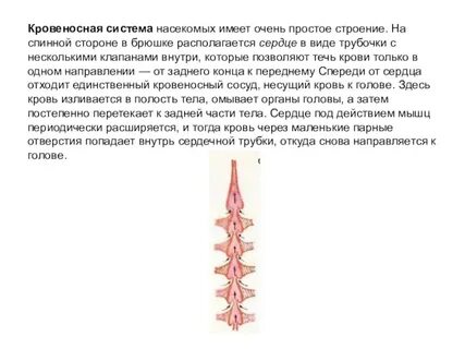 Кровеносная система насекомых рисунок